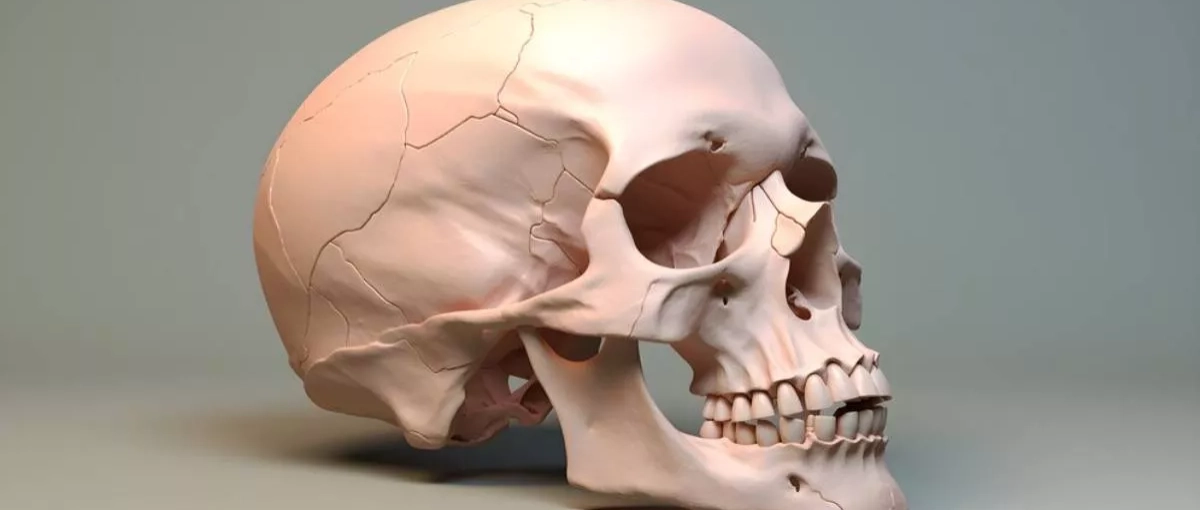 Un estudio identifica los genes clave que determinan la forma del cráneo humano