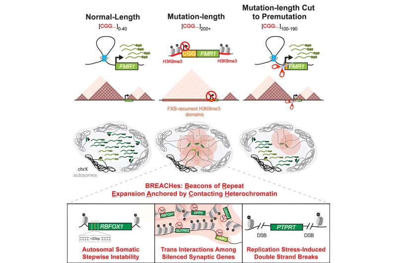 Researchers uncover unexpected molecular pattern in fragile X syndrome