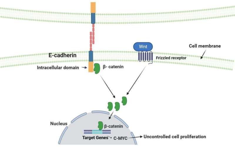 Unraveling the mystery of hereditary diffuse gastric cancer