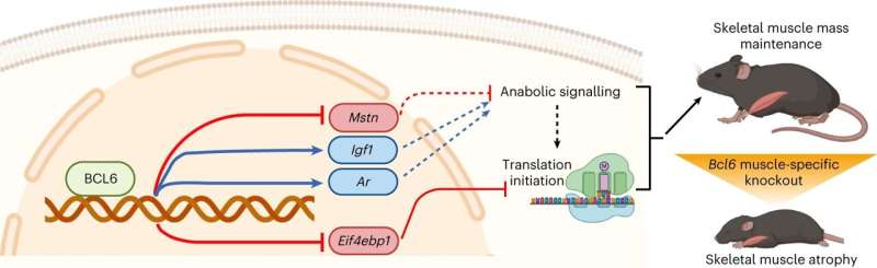 Gene’s role in attaining and maintaining muscle mass revealed in new study